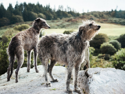Pedigree Scottish Deerhound puppies in Cork