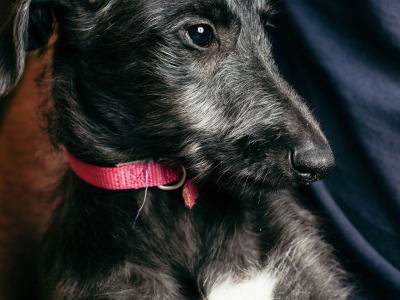 Pedigree Scottish Deerhound puppies in Cork