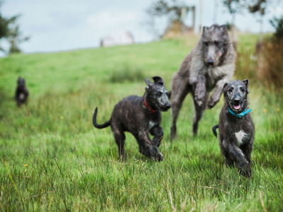 Pedigree Scottish Deerhound puppies in Cork