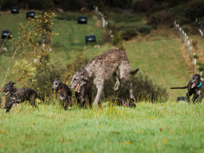 Pedigree Scottish Deerhound puppies in Cork