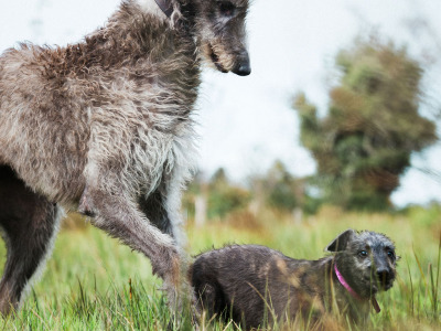 Pedigree Scottish Deerhound puppies in Cork
