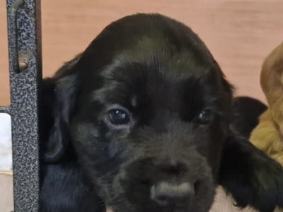 IKC Registered (pending) Cocker Spaniel puppies available in Carlow
