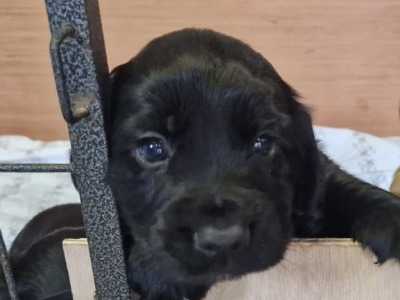 IKC Registered (pending) Cocker Spaniel puppies available in Carlow