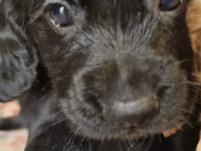 IKC Registered (pending) Cocker Spaniel puppies available in Carlow