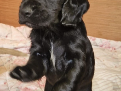 IKC Registered (pending) Cocker Spaniel puppies available in Carlow