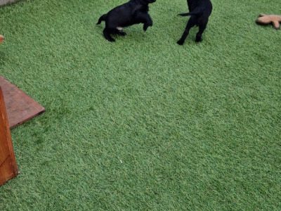 IKC Registered (pending) Cocker Spaniel puppies available in Carlow