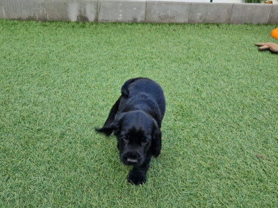 IKC Registered (pending) Cocker Spaniel puppies available in Carlow