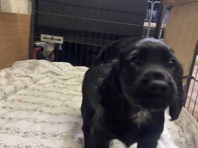 IKC Registered (pending) Cocker Spaniel puppies available in Carlow