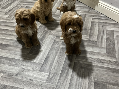 Adorable Red and Red and white miniature Cockapoo puppies 🐶 in Kilkenny