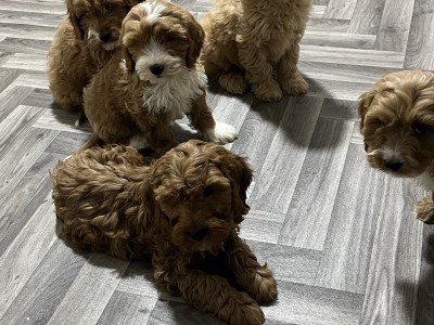 Adorable Red and Red and white miniature Cockapoo puppies 🐶 in Kilkenny