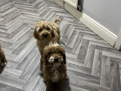 Adorable Red and Red and white miniature Cockapoo puppies 🐶 in Kilkenny