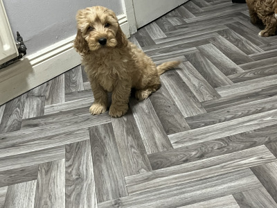 Adorable Red and Red and white miniature Cockapoo puppies 🐶 in Kilkenny