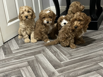 Adorable Red and Red and white miniature Cockapoo puppies 🐶 in Kilkenny