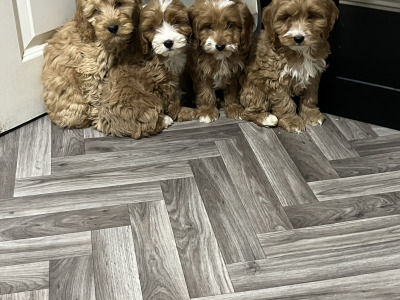 Adorable Red and Red and white miniature Cockapoo puppies 🐶 in Kilkenny