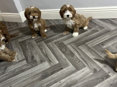 Adorable Red and Red and white miniature Cockapoo puppies 🐶 in Kilkenny
