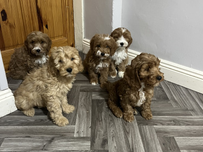 Adorable Red and Red and white miniature Cockapoo puppies 🐶 in Kilkenny