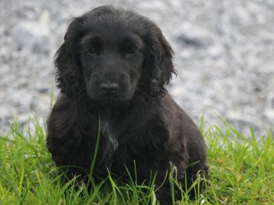 Show Quality IKC Registered Cocker Spaniel puppies in Galway