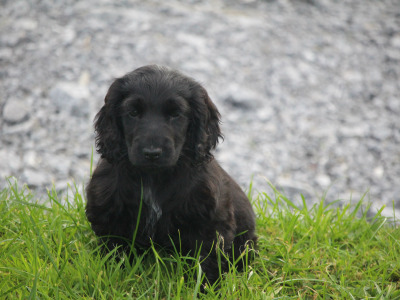 Show Quality IKC Registered Cocker Spaniel puppies in Galway