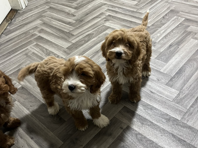 Adorable Red and Red and white miniature Cockapoo puppies 🐶 in Kilkenny