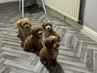 Adorable Red and Red and white miniature Cockapoo puppies 🐶 in Kilkenny