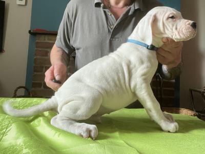 IKC Registered Top Quality Dogo Argentino puppies in Cavan