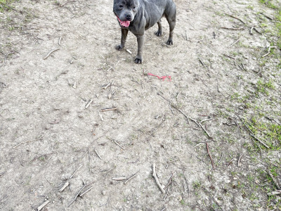 IKC Registered Champion Bloodline female Blue Staffordshire 4 years old in Dublin