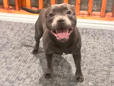 IKC Registered Champion Bloodline female Blue Staffordshire 4 years old in Dublin
