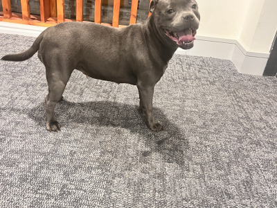 IKC Registered Champion Bloodline female Blue Staffordshire 4 years old in Dublin