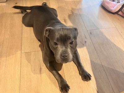 IKC Registered Champion Bloodline female Blue Staffordshire 4 years old in Dublin