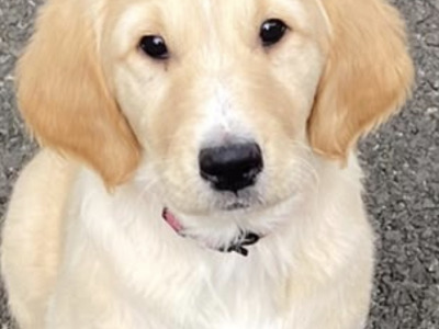 Gorgeous friendly Golden Retriever x Labrador puppies for sale in Donegal