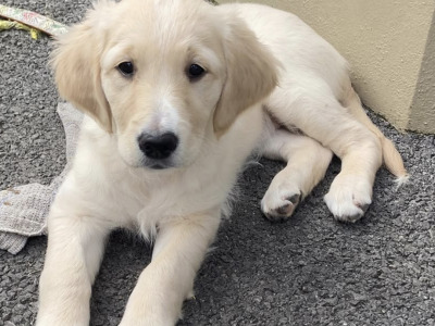 Gorgeous friendly Golden Retriever x Labrador puppies for sale in Donegal
