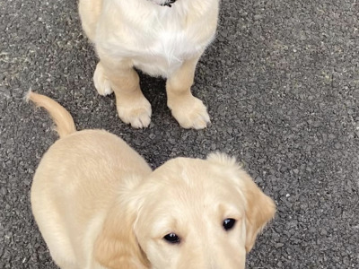 Gorgeous friendly Golden Retriever x Labrador puppies for sale in Donegal