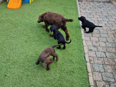 IKC Registered (pending) Cocker Spaniel puppies available in Carlow