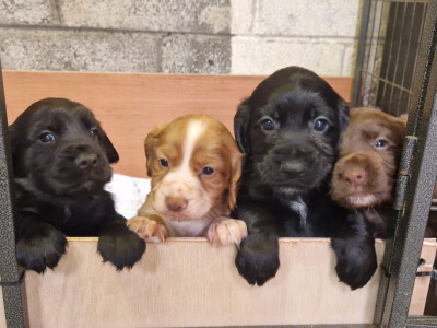 IKC Registered (pending) Cocker Spaniel puppies available in Carlow