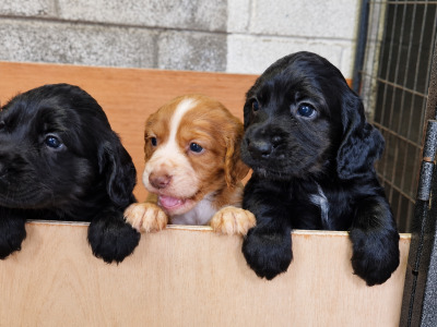 IKC Registered (pending) Cocker Spaniel puppies available in Carlow