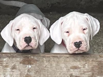 IKC Registered Top Quality Dogo Argentino puppies in Cavan