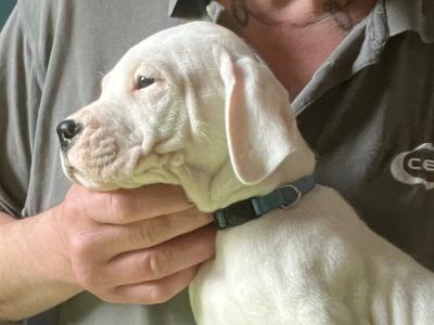 IKC Registered Top Quality Dogo Argentino puppies in Cavan