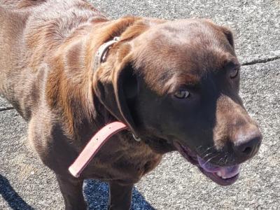 Female Chocolate Labrador in Roscommon