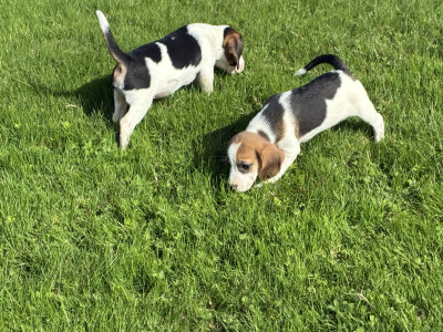 Beautiful Beagle puppies in Wexford