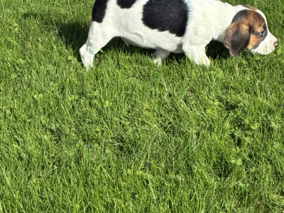 Beautiful Beagle puppies in Wexford