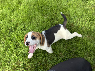 Beautiful Beagle puppies in Wexford