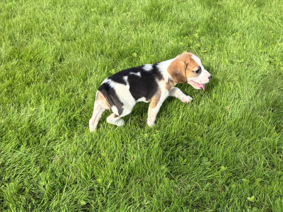 Beautiful Beagle puppies in Wexford