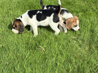 Beautiful Beagle puppies in Wexford