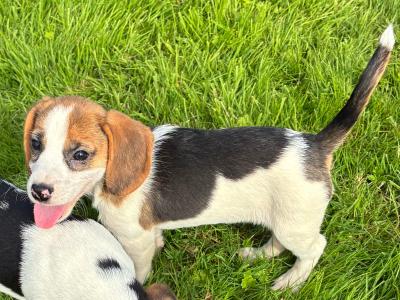 Beautiful Beagle puppies in Wexford