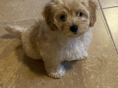 Cavapoo puppies in Sligo  087 2061873