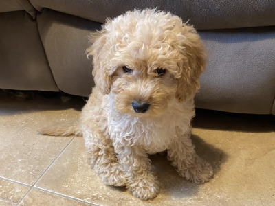 Cavapoo puppies in Sligo  087 2061873