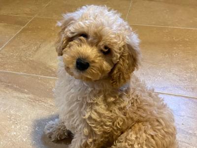 Cavapoo puppies in Sligo  087 2061873