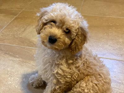 Cavapoo puppies in Sligo  087 2061873