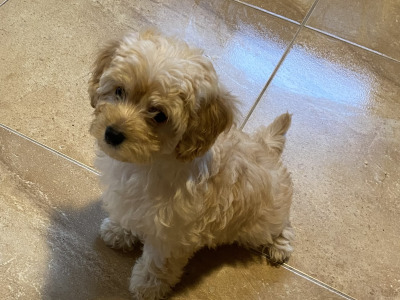 Cavapoo puppies in Sligo  087 2061873