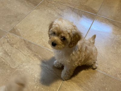 Cavapoo puppies in Sligo  087 2061873